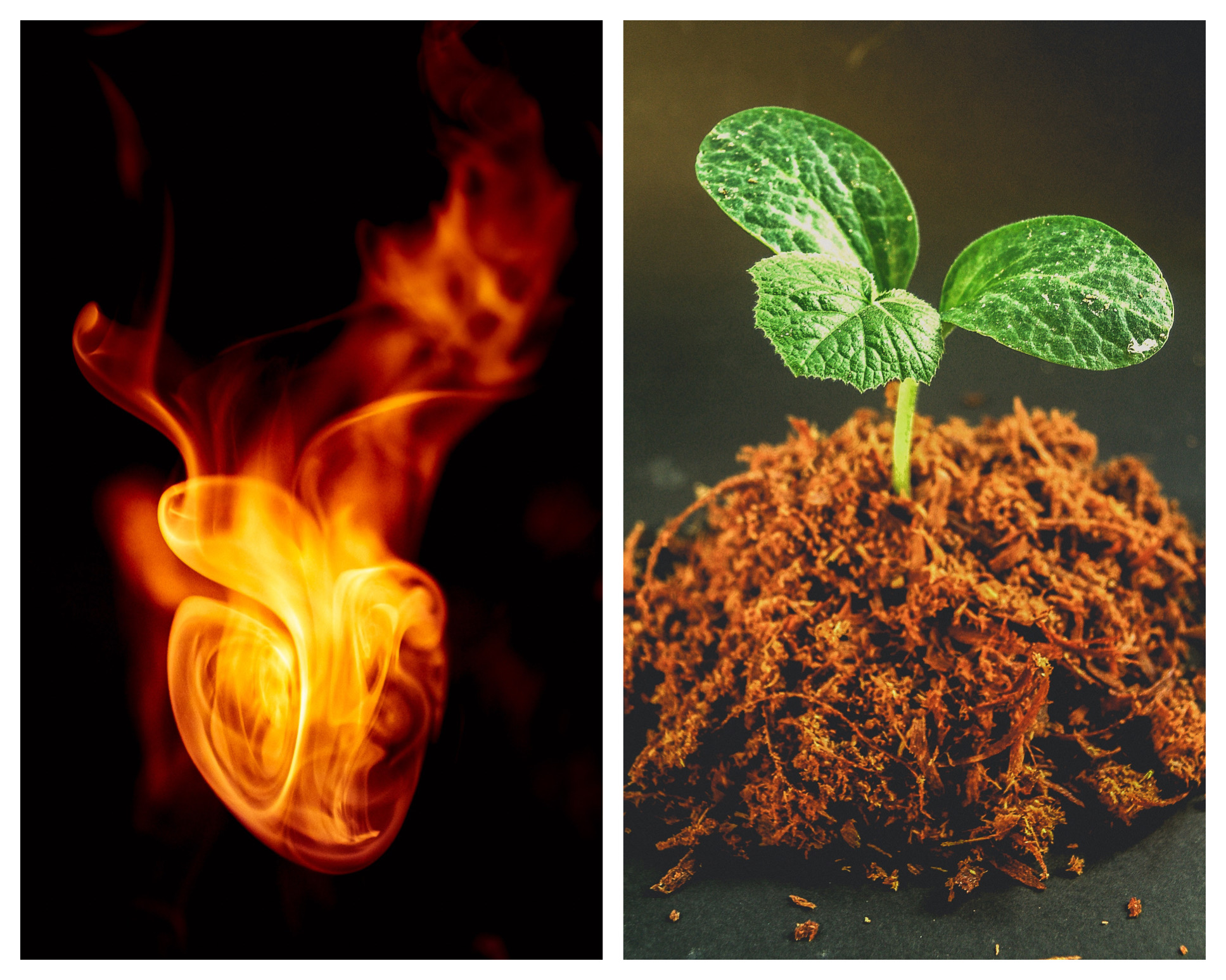 A fire and plant are shown next to each other.